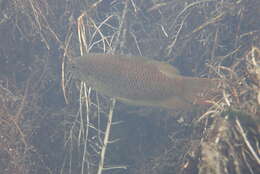 Image of Macropodus hongkongensis Freyhof & Herder 2002