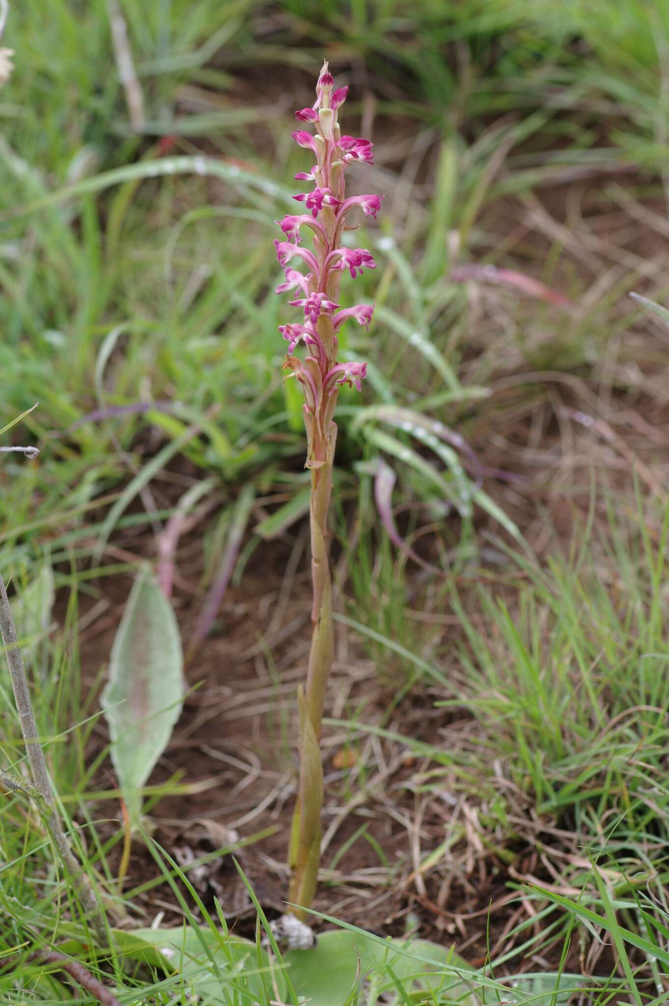 Image of Satyrium longicauda var. jacottetianum (Kraenzl.) A. V. Hall