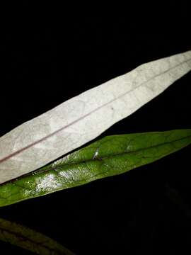 Imagem de Corokia buddleioides A. Cunn.