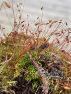 Слика од Leptobryum