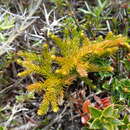 Image of Austrolycopodium alboffii (Rolleri) Holub