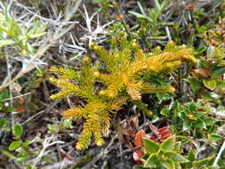 Sivun Austrolycopodium alboffii (Rolleri) Holub kuva