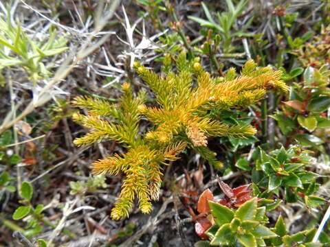 Imagem de Austrolycopodium alboffii (Rolleri) Holub