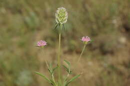 Image of Lomelosia micrantha (Desf.) W. Greuter & Burdet