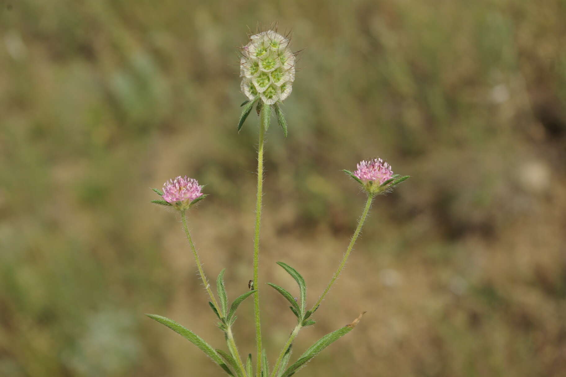 Image of Lomelosia micrantha (Desf.) W. Greuter & Burdet