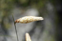 Image of Johnsonia lupulina R. Br.