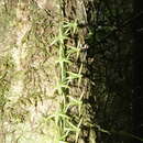 Aerangis pallidiflora H. Perrier resmi