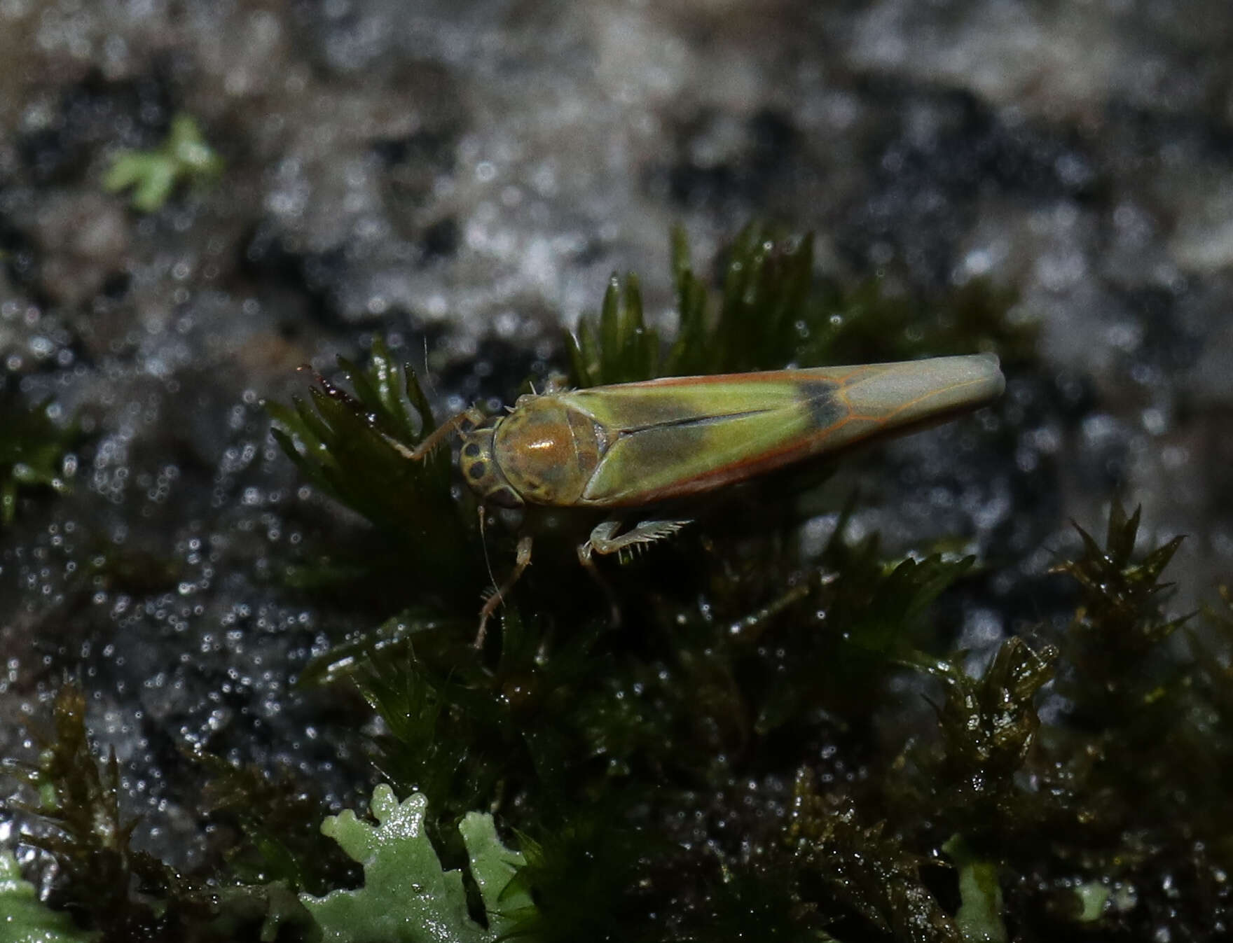 Plancia ëd Igutettix oculatus (Lindberg 1929)