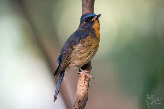 صورة Cyornis glaucicomans Thayer & Bangs 1909