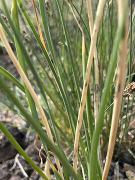 Allium leucocephalum Turcz. ex Ledeb. resmi