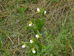 Imagem de Cypripedium candidum Muhl. ex Willd.