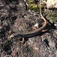 Image of Copper-Tailed Skink