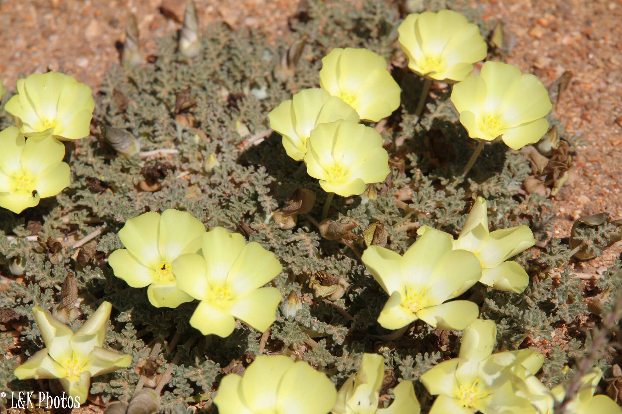 Image of Desert primrose