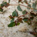 Image of Euphorbia fruticulosa Engelm. ex Boiss.