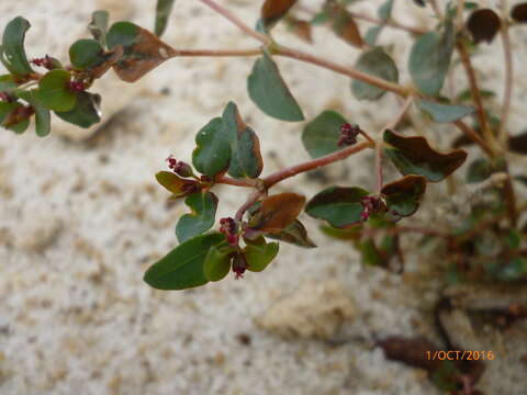 Sivun Euphorbia fruticulosa Engelm. ex Boiss. kuva