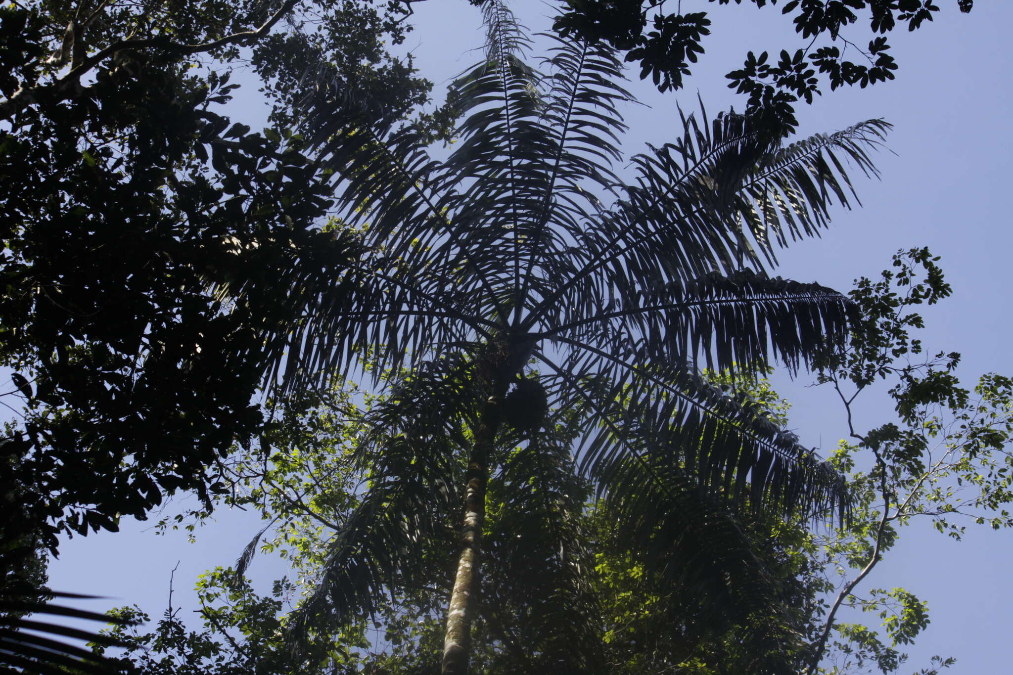 Image of Oenocarpus bataua Mart.