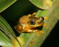 Image of Afrixalus nigeriensis Schiøtz 1963