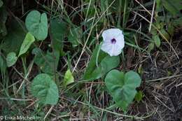 Plancia ëd Ipomoea anisomeres Robinson & Bartlett