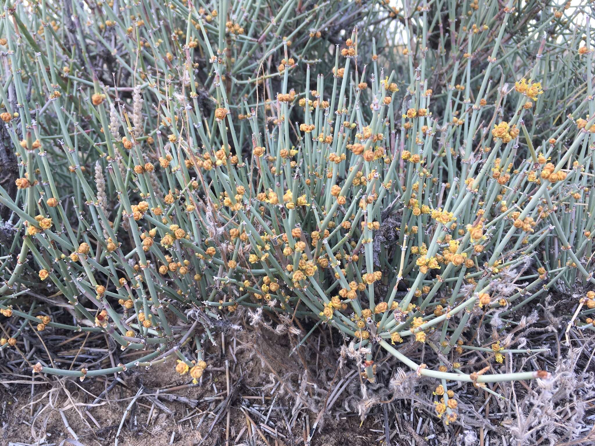 Ephedra torreyana S. Watson的圖片