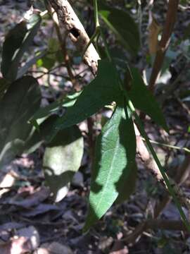 Image of Ipomoea neei (Spreng.) O'Donell