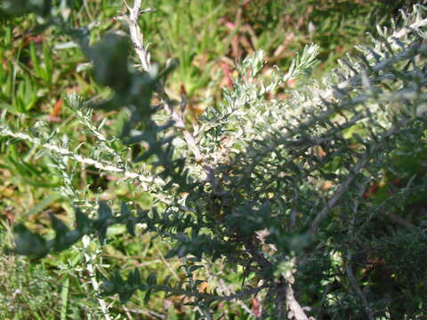 Image de Helichrysum cymosum (L.) D. Don