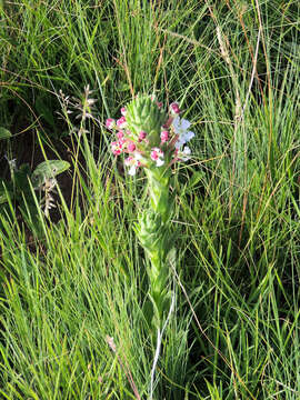 صورة Zaluzianskya microsiphon (Kuntze) K. Schum.