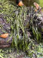 Image of New Mexican fontinalis moss