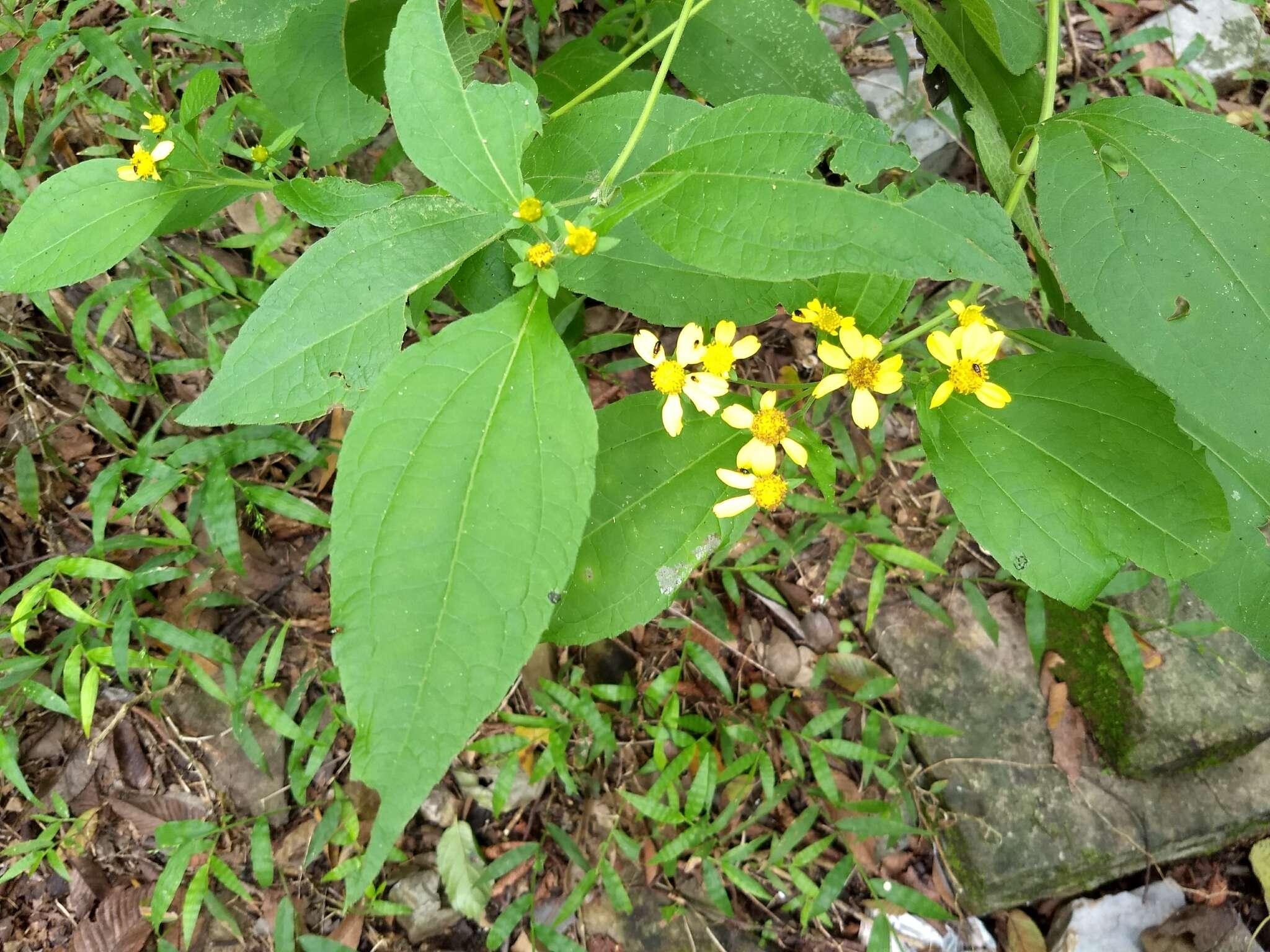 Image de Greenmaniella resinosa (S. Wats.) Sharp