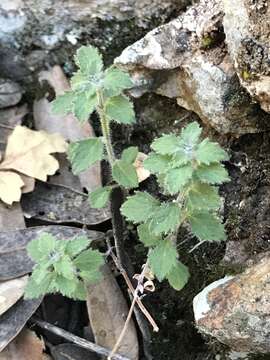 Hedeoma dentata Torr. resmi