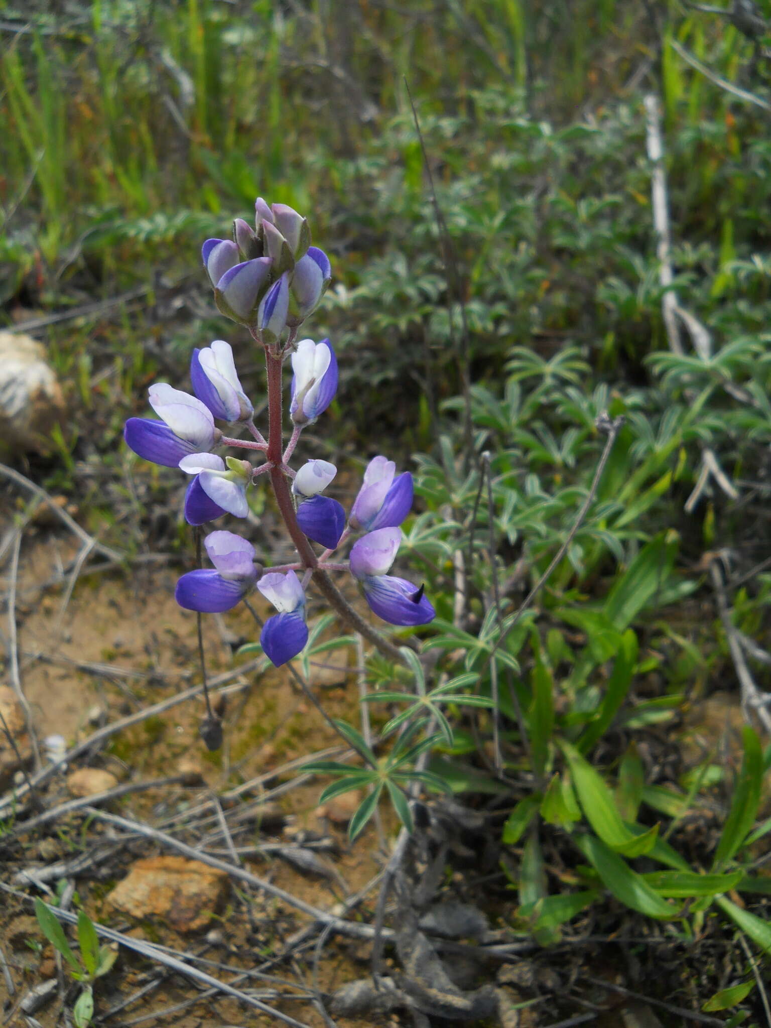 Plancia ëd Lupinus variicolor Steud.