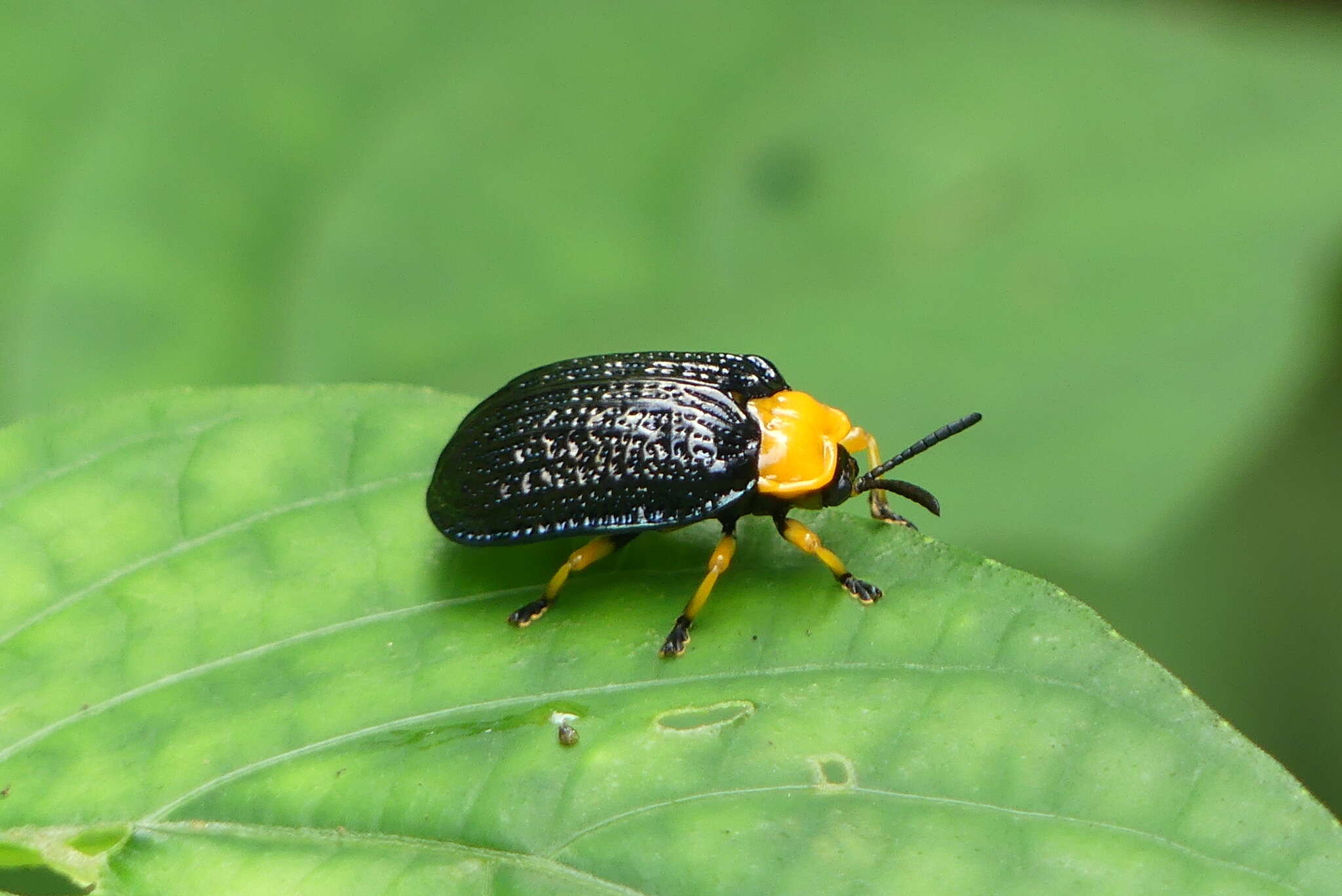 Image of Craspedonta leayana (Latreille 1807)