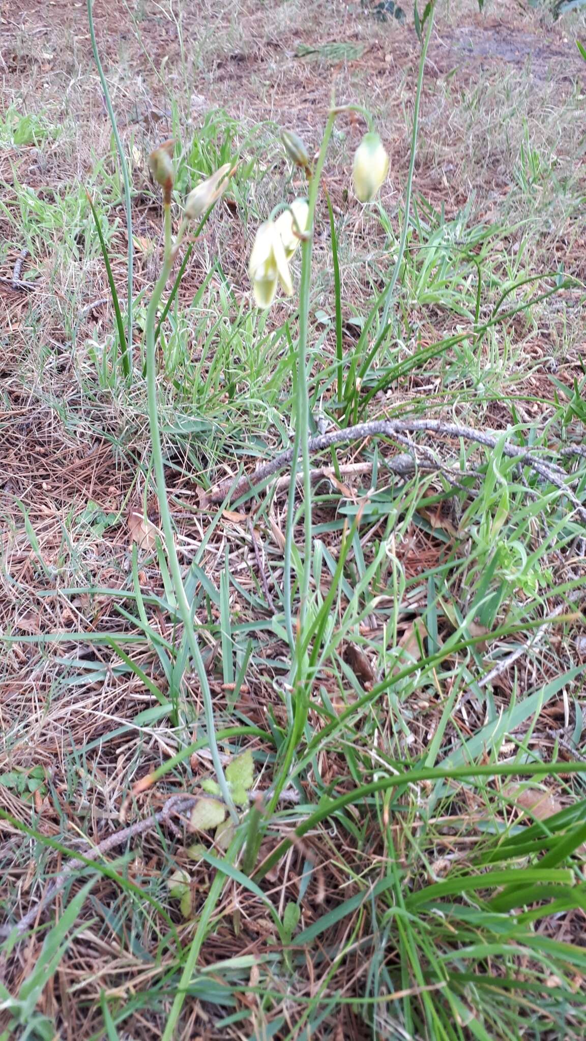 Image of Albuca juncifolia Baker