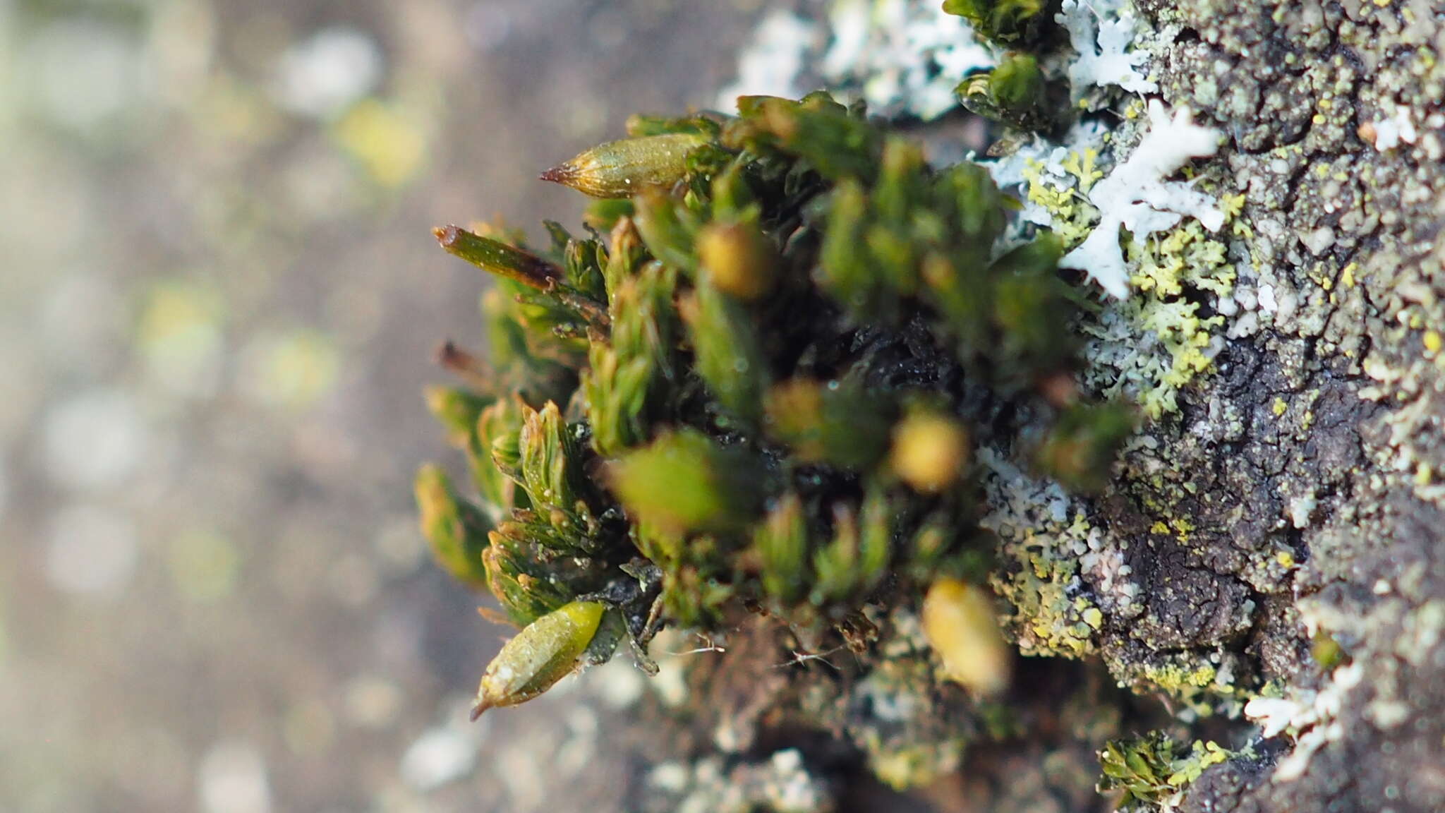 Image of orthotrichum moss