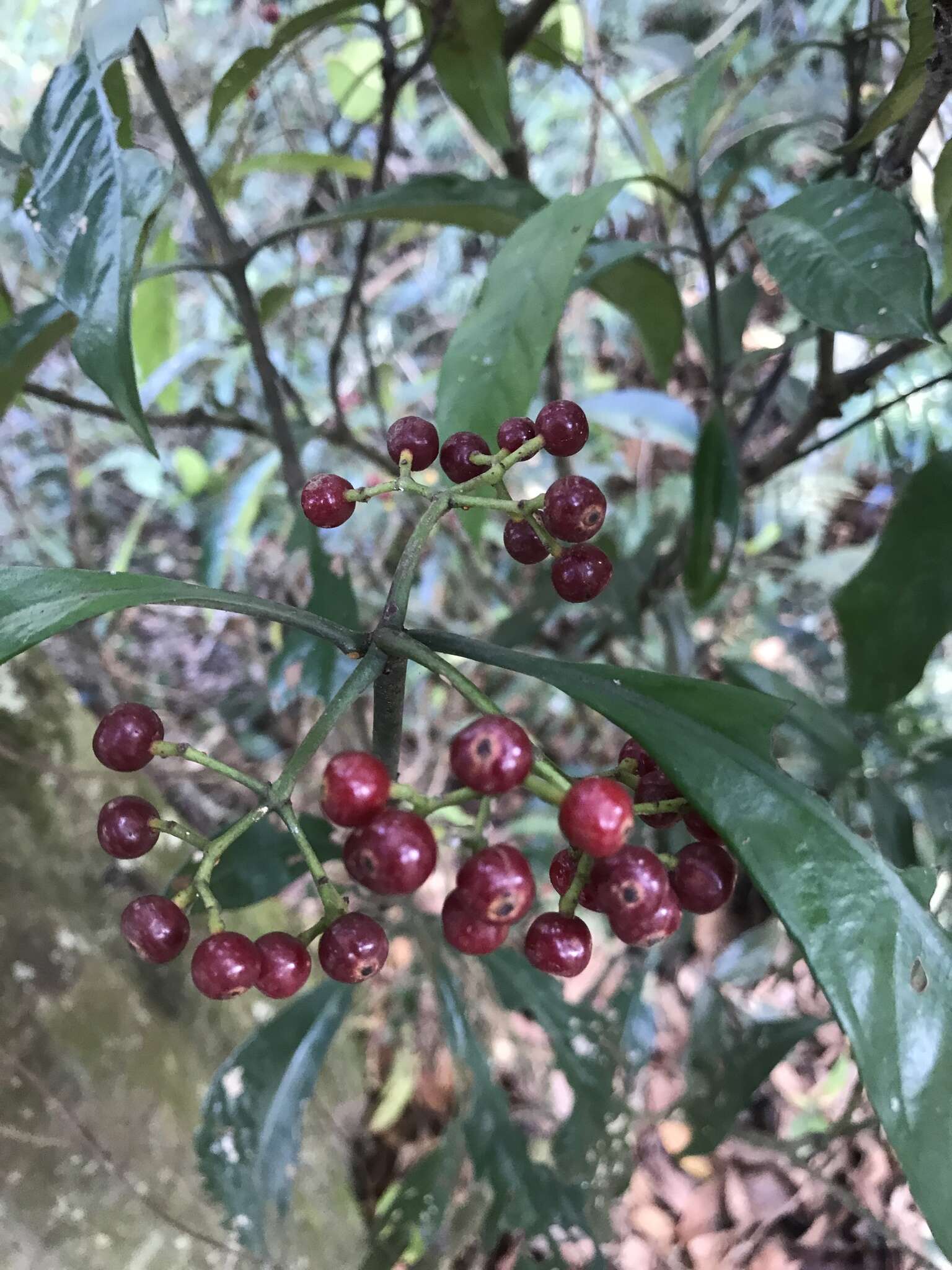 Image of Psychotria asiatica L.