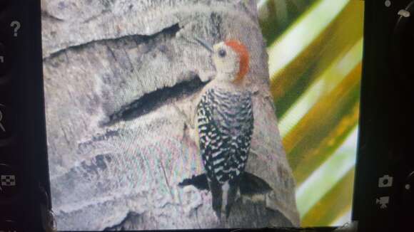 Image of Red-crowned Woodpecker