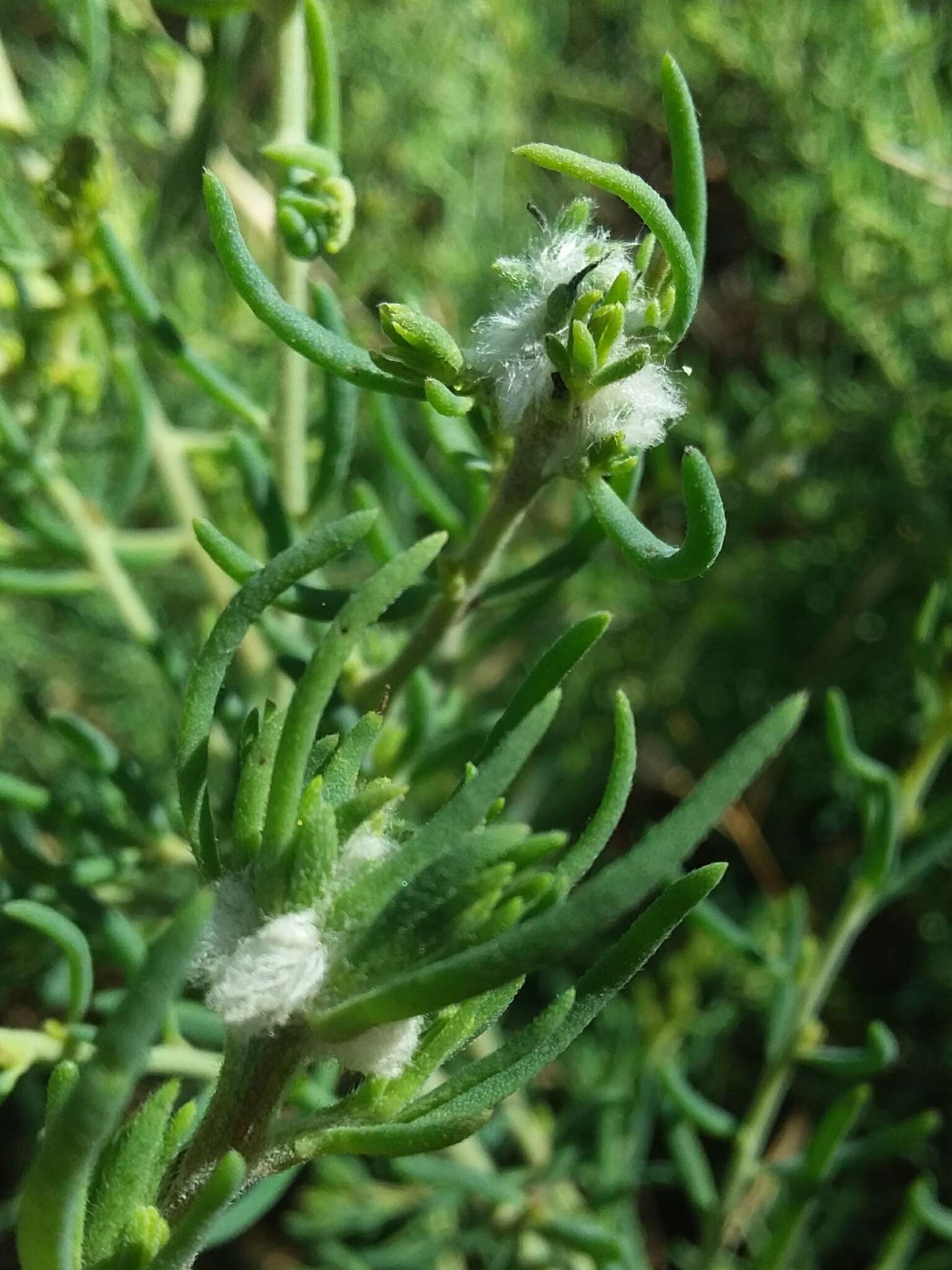 Слика од <i>Asphondylia tonsura</i>