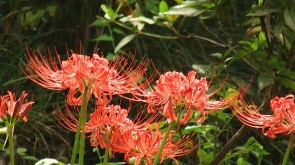 Image of red spider lily