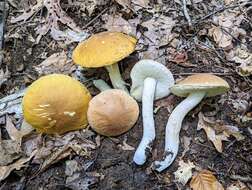 Sivun Boletus nobilis Peck 1905 kuva