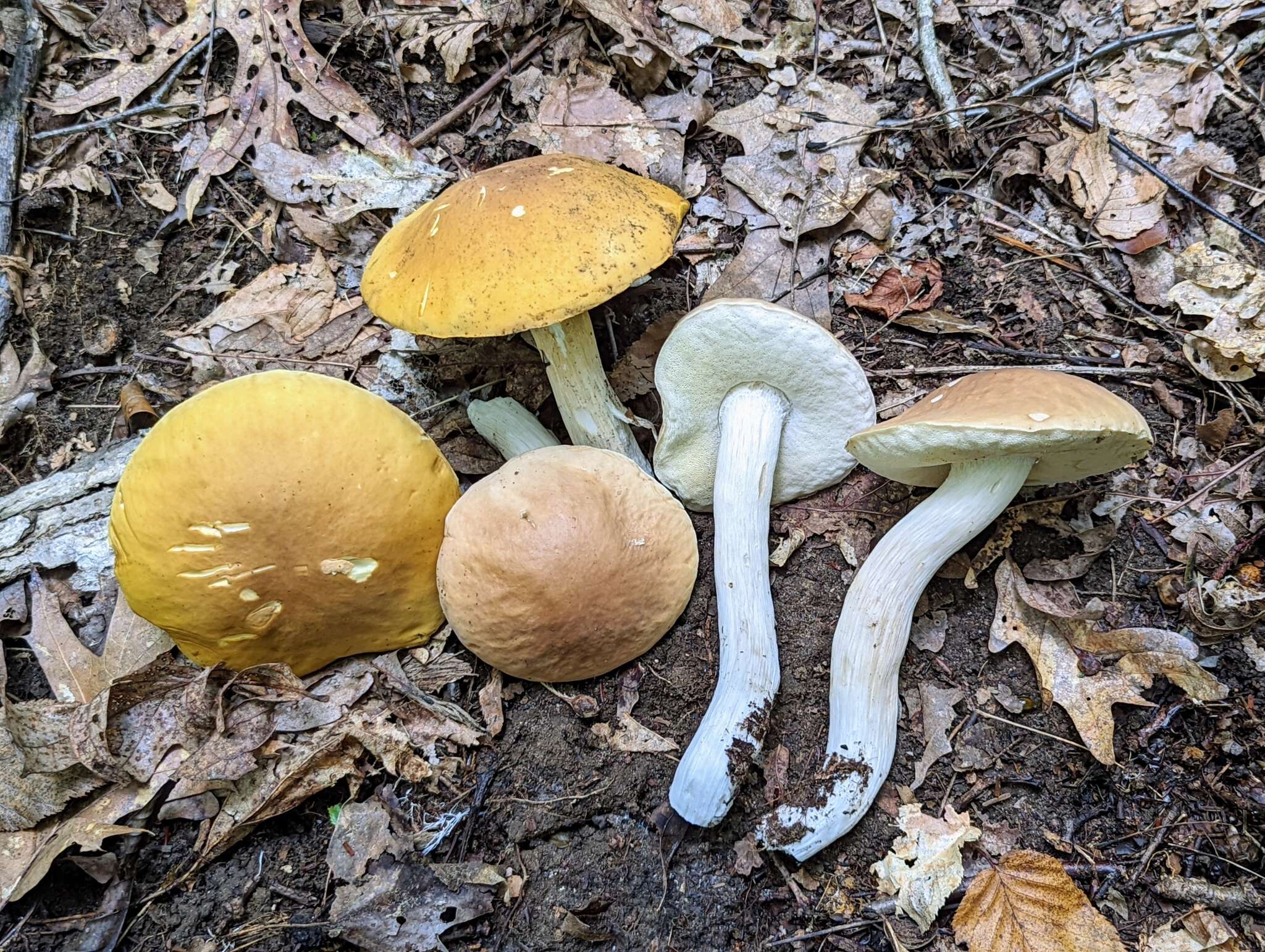 Sivun Boletus nobilis Peck 1905 kuva