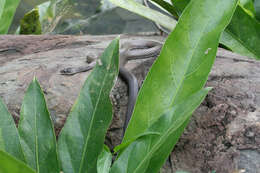 Image of Borikenophis Hededges & Vidal ex Hedges, Couloux & Vidal 2009