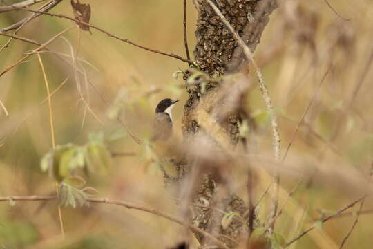 Слика од Nigrita fusconotus Fraser 1843