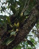 Image de Laelia anceps subsp. dawsonii (J. Anderson) Rolfe