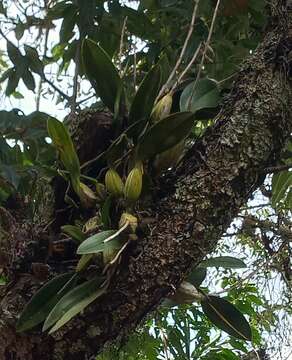 Image of Laelia anceps subsp. dawsonii (J. Anderson) Rolfe