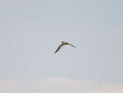 Image of Common Tern