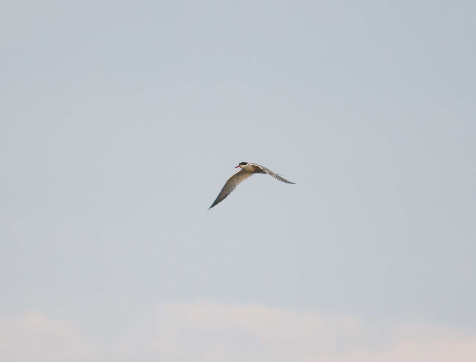 Image of Common Tern