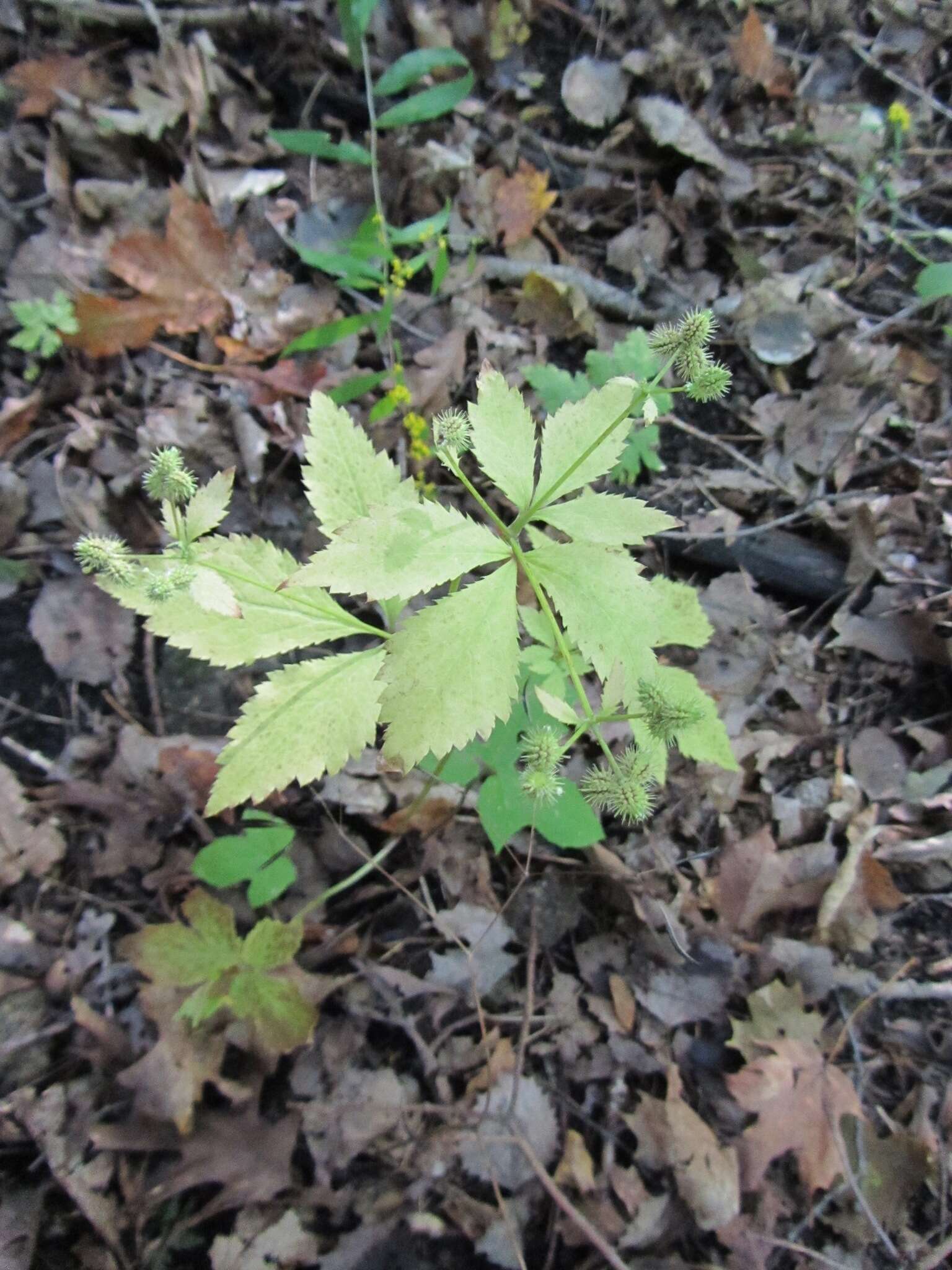 Image of largefruit blacksnakeroot