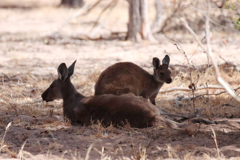 Macropus fuliginosus melanops Gould 1842 resmi