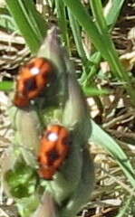 Image of <i>Crioceris quinquepunctata</i>