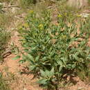 Image of Haplophyllum latifolium Kar. & Kir.