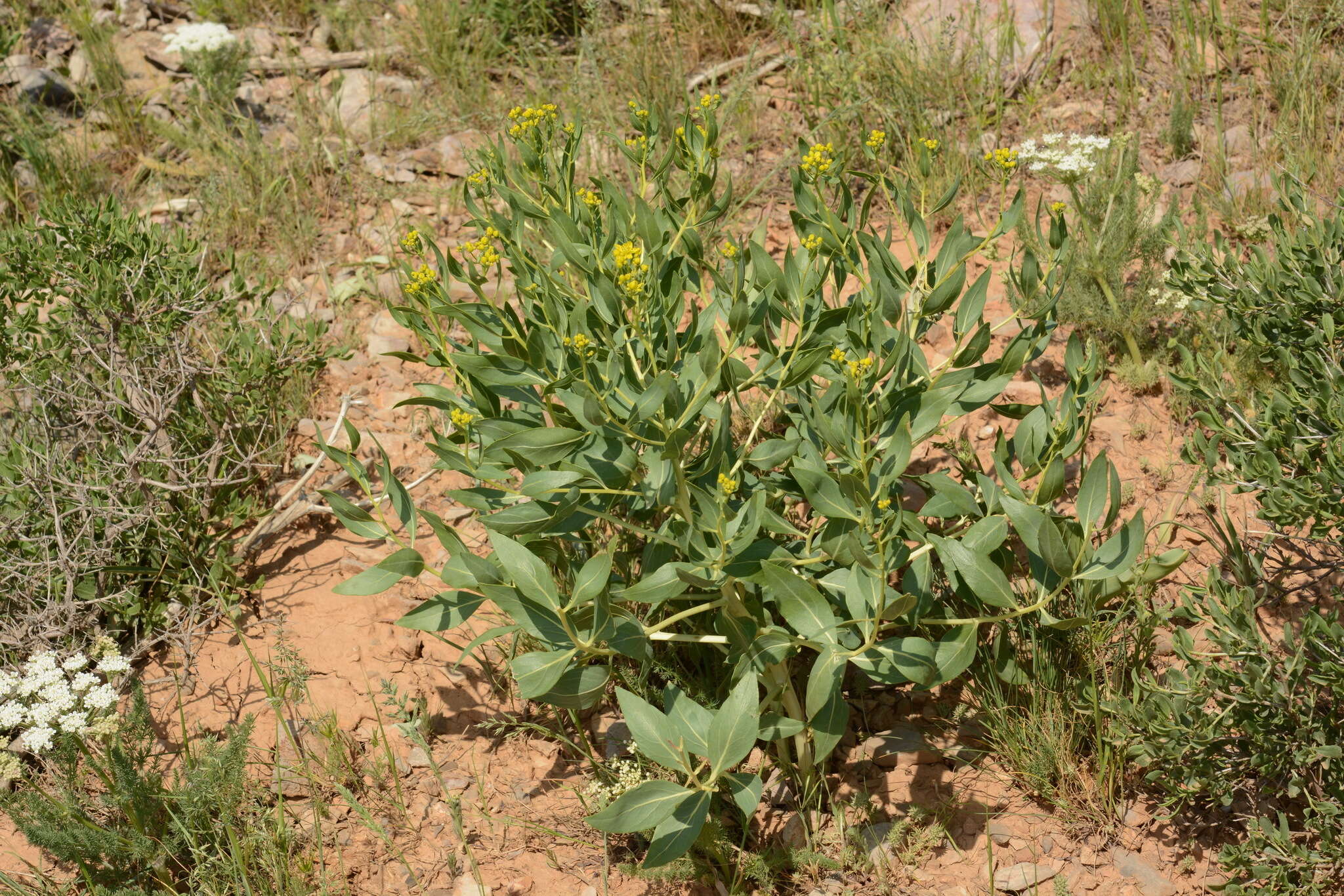 Image of Haplophyllum latifolium Kar. & Kir.